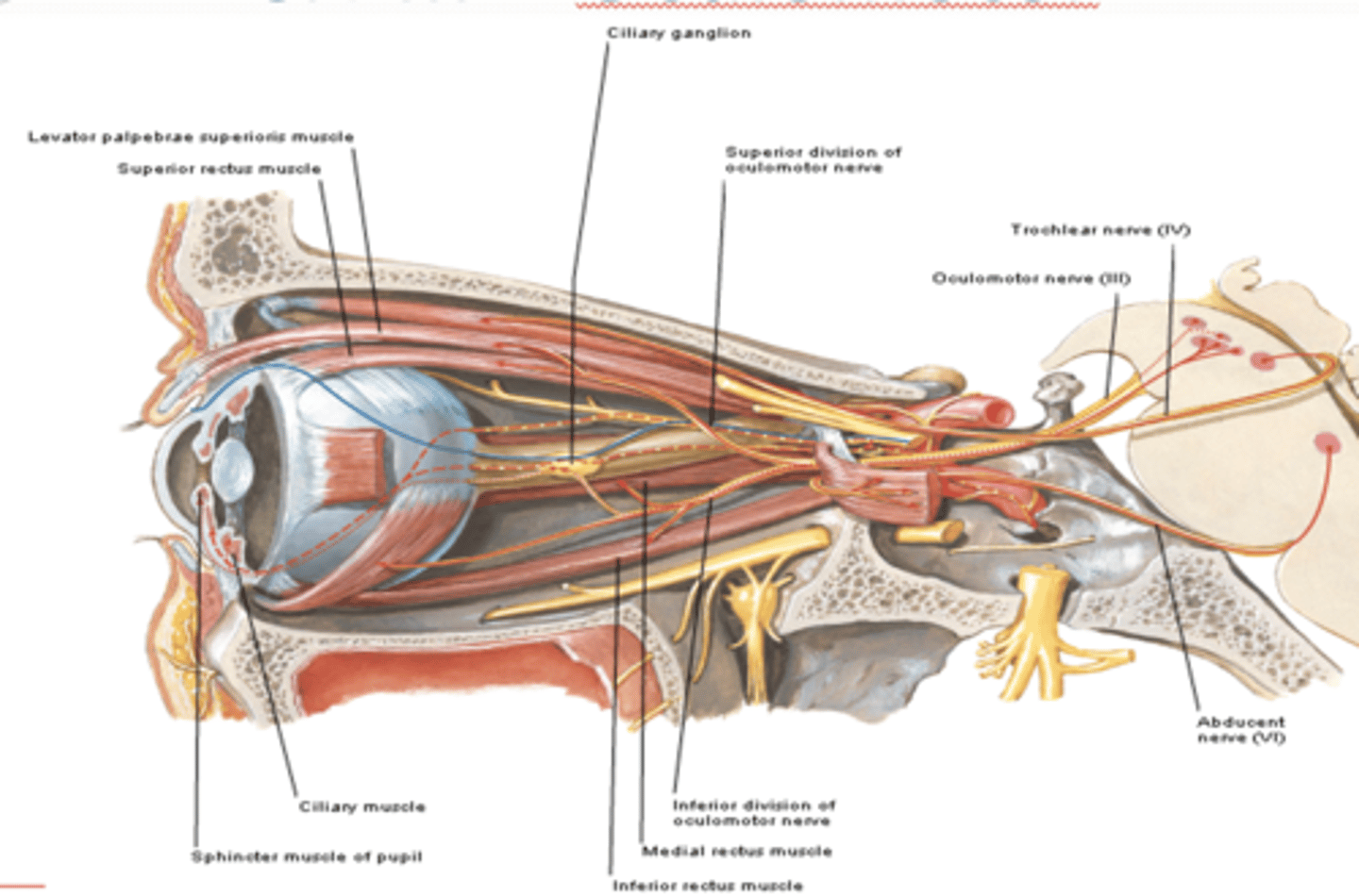 <p>What is innervation of CN III of the parasympathetic fibers (via short ciliary nerves of ciliary ganglion)?</p>
