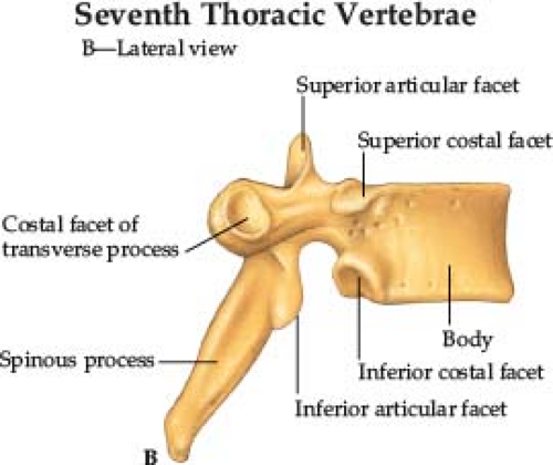 <p>the facets on transverse process of the thoracic vertebra that attach to the ribs</p><p></p>