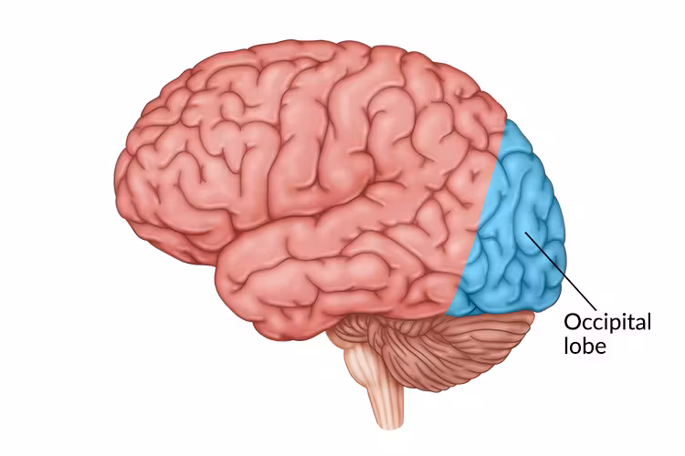 <ul><li><p><strong>includes areas that receive information from the visual fields</strong></p><ul><li><p>the portion of the cerebral cortex lying @ back of head</p></li></ul></li></ul><p></p>