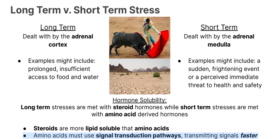 <p>Adrenal Medulla</p><p></p><p>● Examples might include: a sudden, frightening event or a perceived immediate threat to health and safety</p>