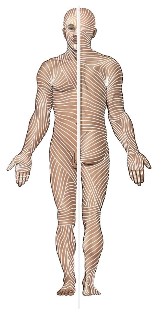 <p>Collagen fiber lines</p>