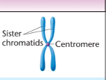 <p>Centromere: Metacentric </p>