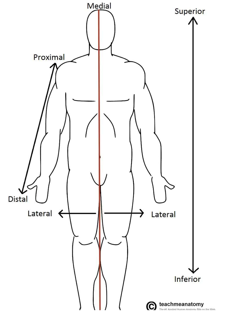 <p>which position of body</p>