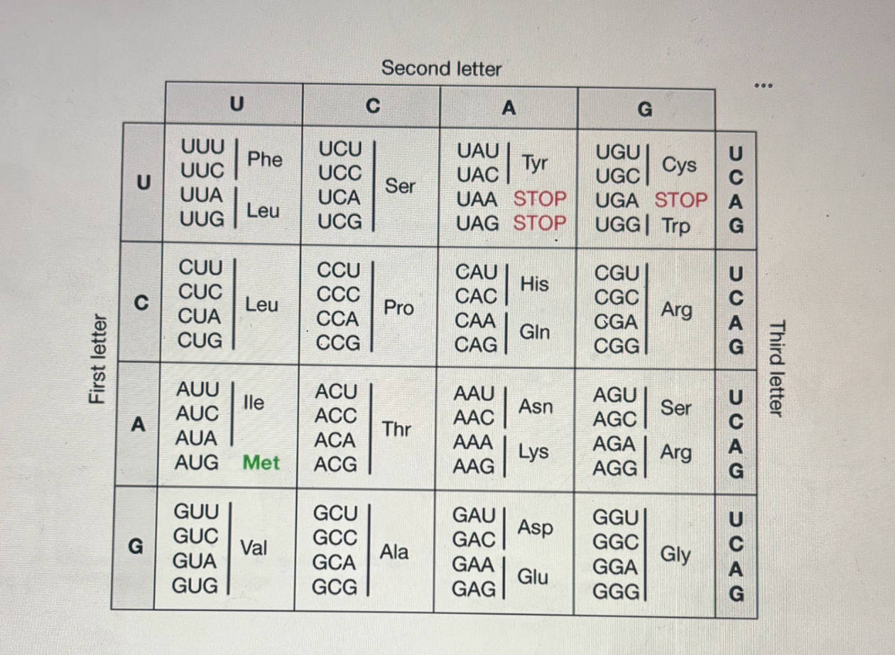 <p>5’-ATG-TCA-AAG-GAC-ATT-CGC-TGT-GGG-CTC-AGA-CTA-TCA-TAA-3’</p><p></p><p>You find a single nucleotide substitution where the 18th nucleotide changes from a C to a T. What type of mutation is this on the DNA and protein level? </p><p></p><p>A. Transversion and silent </p><p>B. Transition and nonsense </p><p>C. Transversion and nonsense </p><p>D. Transversion and missense </p><p>E. Transition and silent </p>
