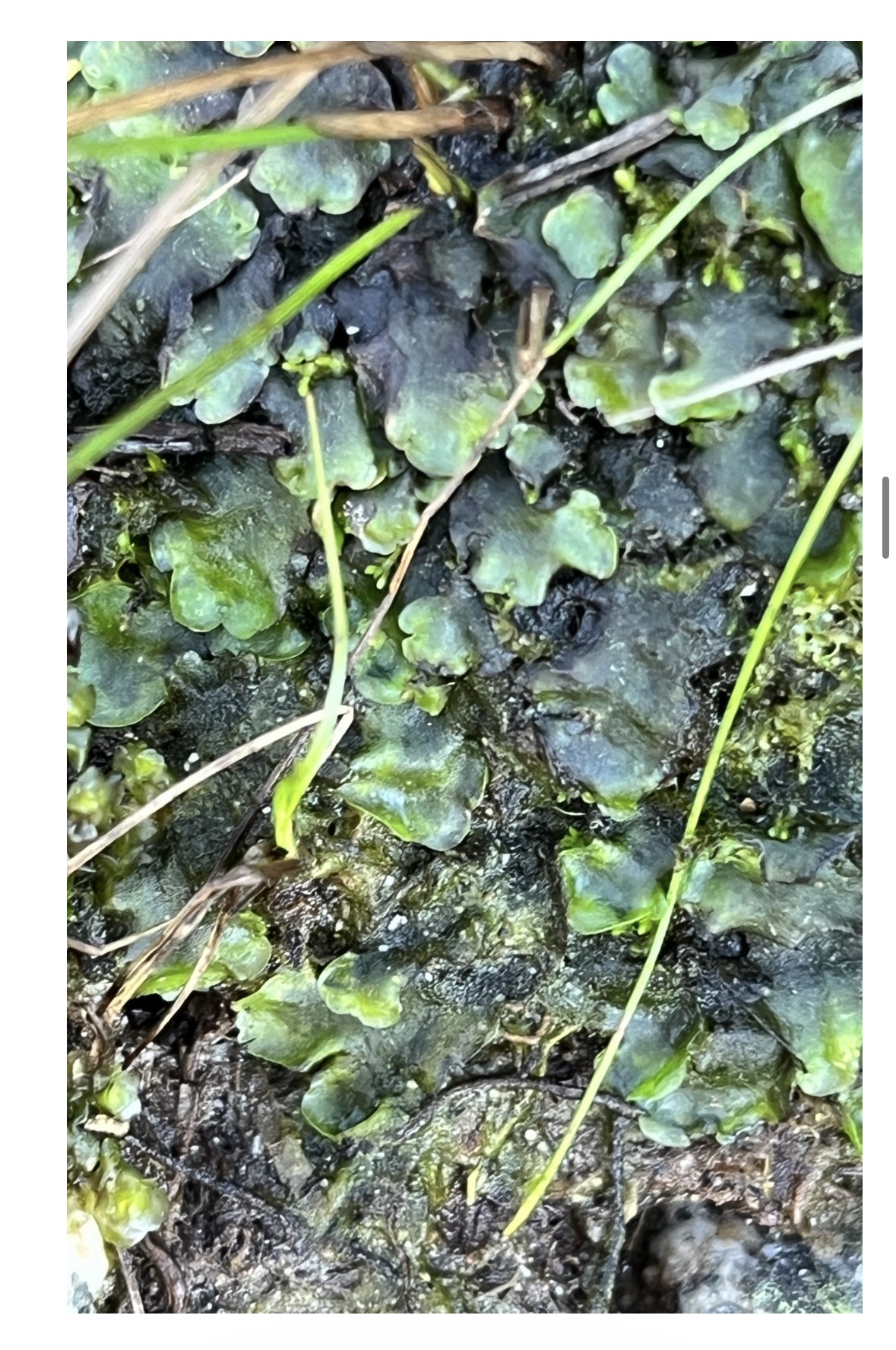 <p>Is this plant attached to the ground? </p>