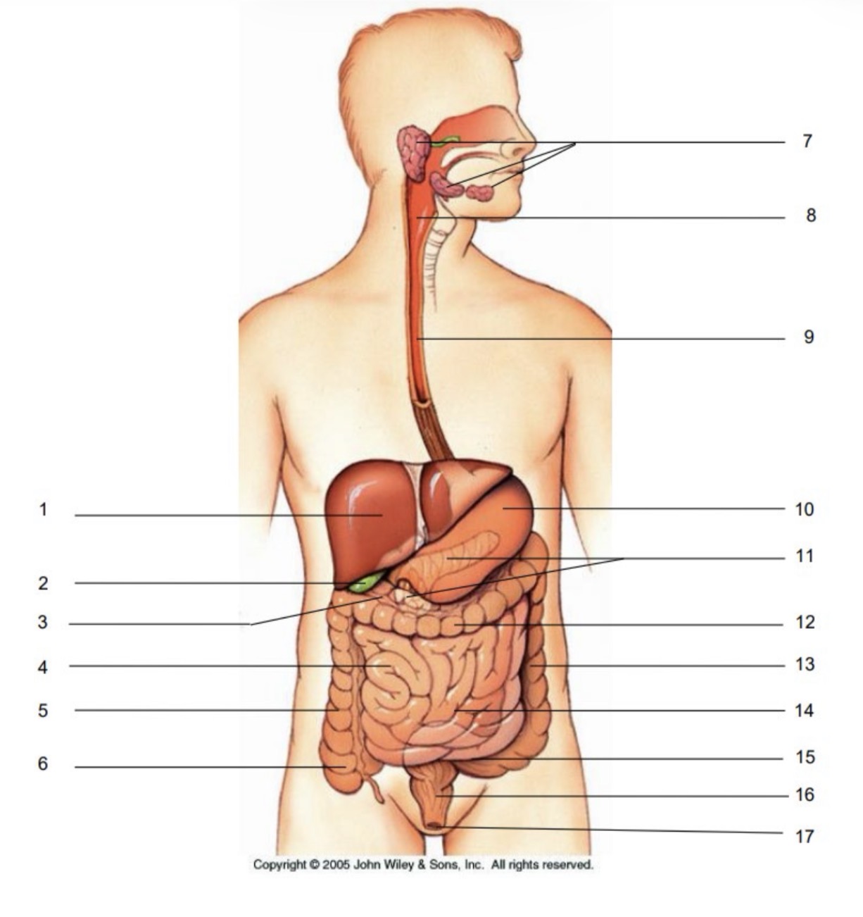 <p>15</p>