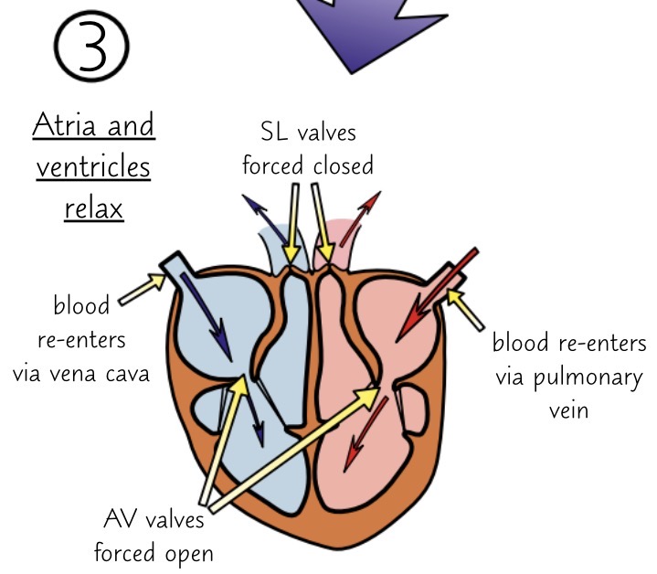 <p>ventricles relax and atria relax</p><ul><li><p>ventricles and atria both relax</p></li><li><p>the higher pressure in the pulmonary artery and aorta closes the SL valves to prevent back-flow into the ventricles</p></li><li><p>blood returns to the heart and the atria fill again due to the higher pressure in the vena cava and pulmonary vein</p><ul><li><p>this starts to increase pressure of the aorta</p></li></ul></li><li><p>as ventricles continue to relax, their pressure falls below the pressure of the atria and so the AV valves open</p></li><li><p>this allows blood to flow passively into the ventricles from the atria</p></li><li><p>the atria contract and the whole process begins again</p></li></ul><p></p>