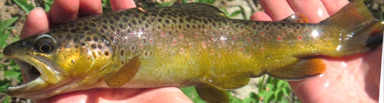 <p>Lacks white edges on paired fins and does not have a spotted caudal fin as an adult. Dark (red in life) spots on mid-side often with a pale halo around them.</p>