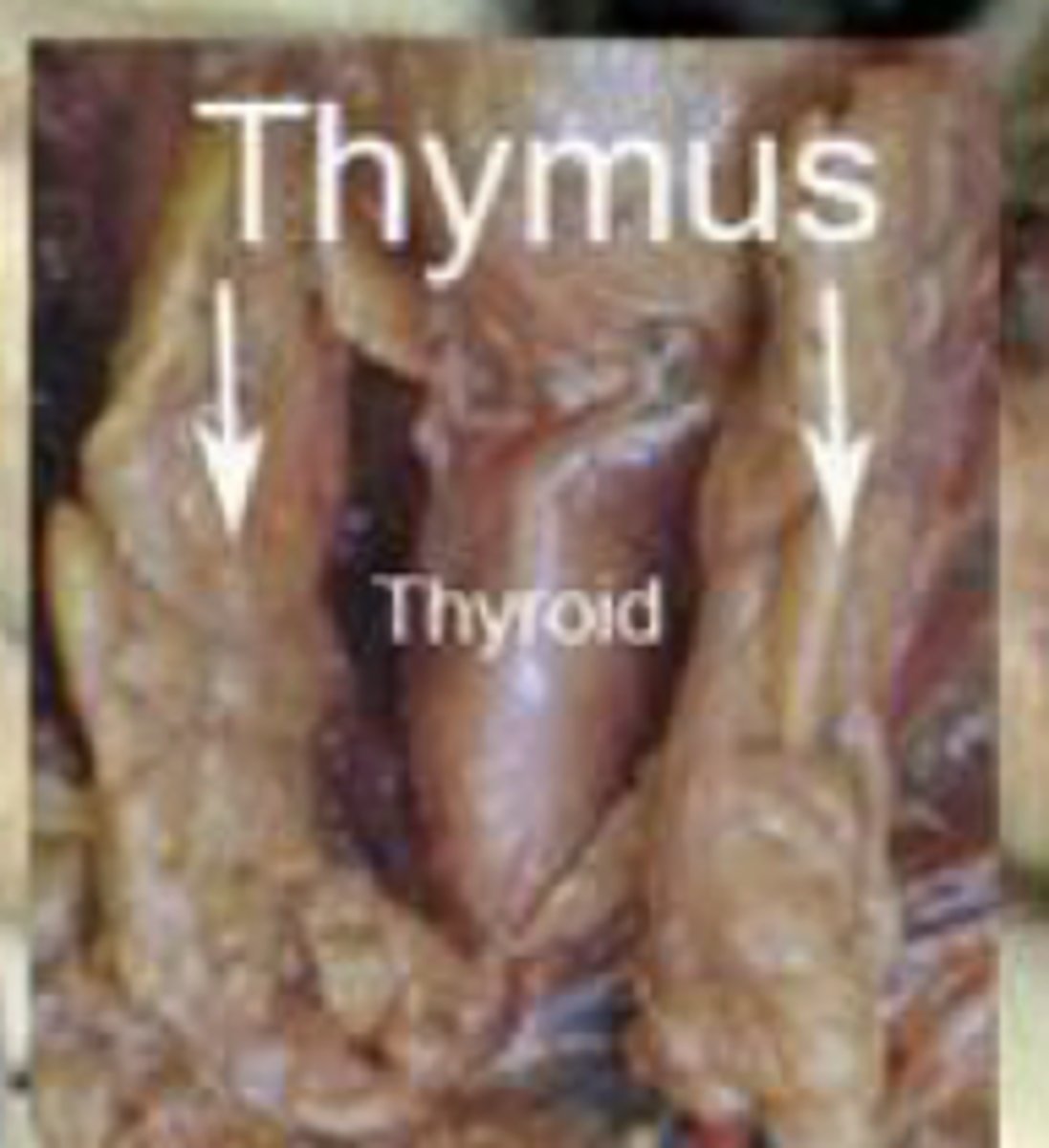 <p>• produces thymosin</p><p>• thymosin stimulates development of lymphocytes/T cells</p>