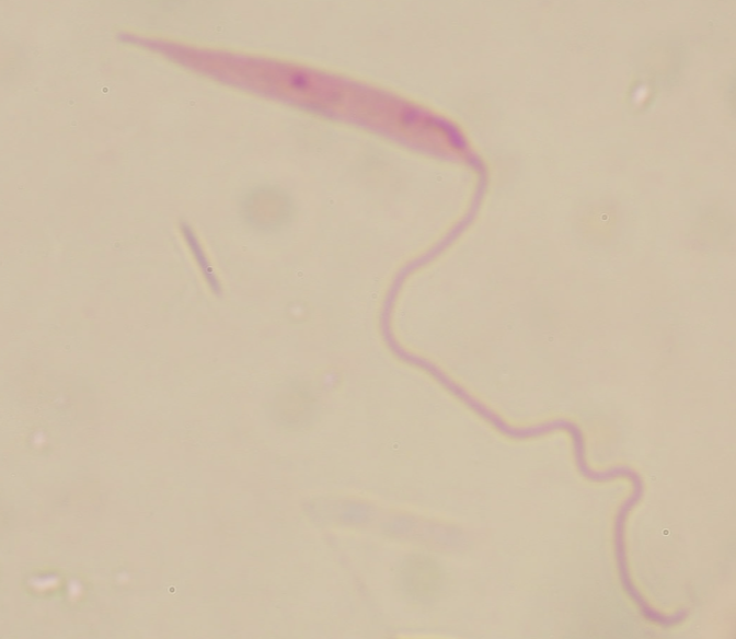 <p>Whats this protist?</p>