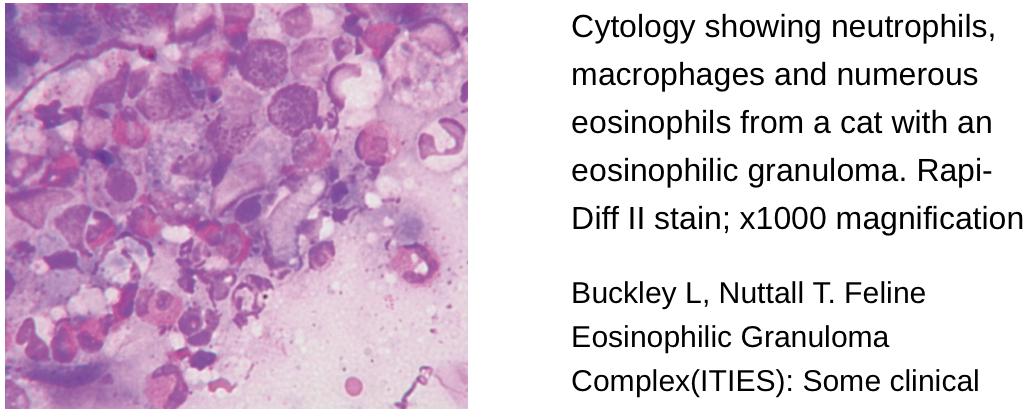 <p>Feline Eosinophilic Granuloma Complex:D.X</p>