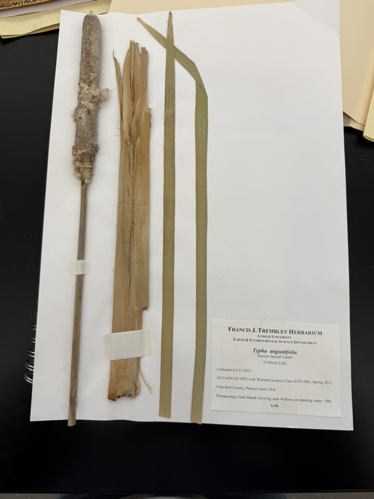 <p>Narrow-leaved cattail</p>