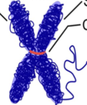 <p>What is the pink structure?</p>