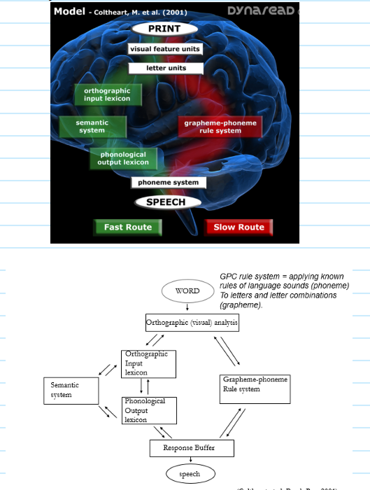 <ul><li><p><span style="font-family: "Arial Nova Light";">The Dual Route model of reading. That there are three routes- </span><span style="background-color: rgb(255, 153, 204); font-family: "Arial Nova Light";">lexical semantic route</span><span style="font-family: "Arial Nova Light";">, </span><span style="background-color: rgb(255, 153, 204); font-family: "Arial Nova Light";">lexical non-semantic route</span><span style="font-family: "Arial Nova Light";">, </span><span style="background-color: rgb(255, 153, 204); font-family: "Arial Nova Light";">GPC route</span><span style="font-family: "Arial Nova Light";"> (grapheme-to-phoneme, i.e. sounding out).</span></p></li><li><p><span style="font-family: "Arial Nova Light";">The computational version of the dual route model is based on the interactive activation model (spreading?). Each route consists of layers, connections are excitatory and inhibitory.</span></p></li><li><p><span style="font-family: "Arial Nova Light";">We either sound words out (GPC, because they're unfamiliar, what letter looks like you sound out its matching phoneme, </span><span style="background-color: rgb(255, 153, 204); font-family: "Arial Nova Light";">phonetic reading</span><span style="font-family: "Arial Nova Light";">) or recognise words directly (words you're really familiar with, </span><span style="background-color: rgb(255, 153, 204); font-family: "Arial Nova Light";">whole word reading</span><span style="font-family: "Arial Nova Light";">). Meringue doesn’t work through GPC, you have to use the left pathways.</span></p></li></ul><p></p>