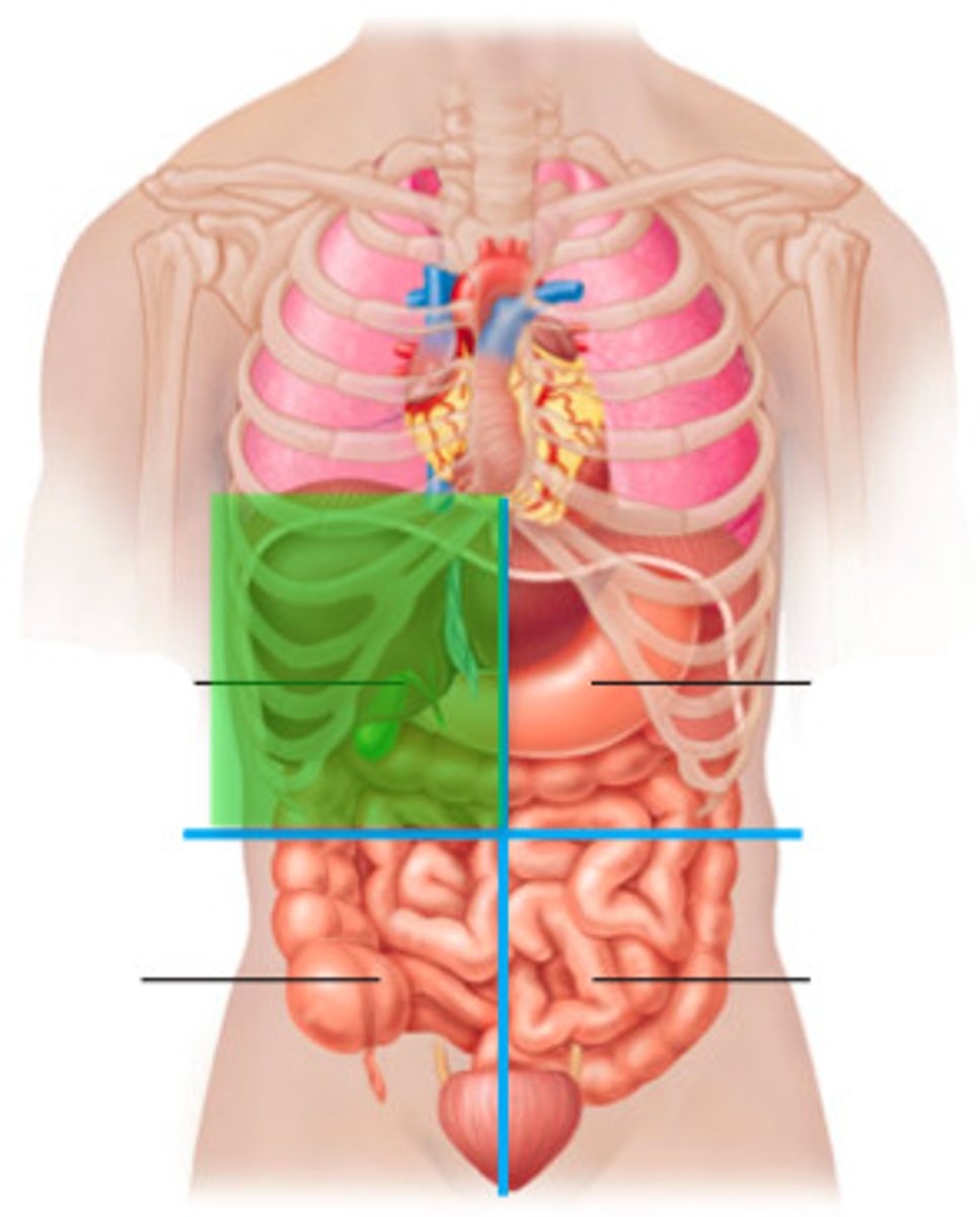 <p>Contains liver, gallbladder, and part of stomach.</p>