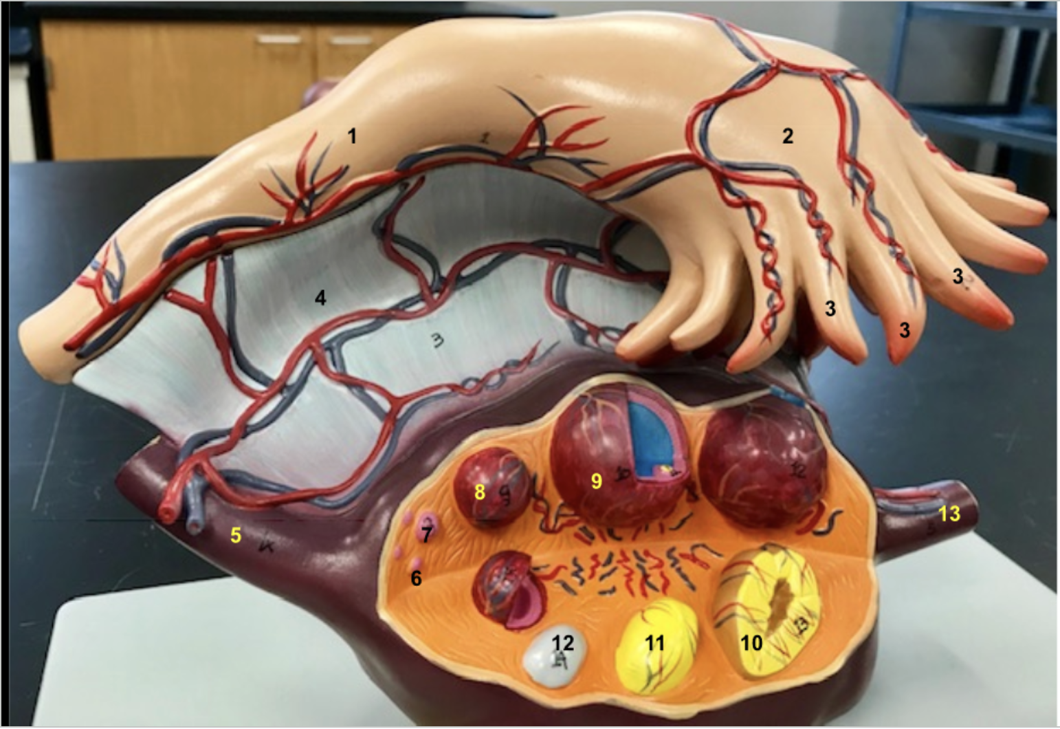 <p></p><p>1.Ampulla of fallopian tube</p><p>2.Infundibulum of fallopian tube</p><p>3.Fimbriae of fallopian tube</p><p>4.Broad ligament</p><p>5.Ovarian ligament</p><p>6.Primordial follicles</p><p>7.Primary follicle</p><p>8.Secondary follicle</p><p>9.Grafian follicle</p><p>10.Corpus luteum</p><p>11.Degenerating corpus luteum</p><p>12.Corpus albicans</p><p>13.Suspensory ligament</p>