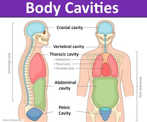 <p>what are the two major body cavities </p>