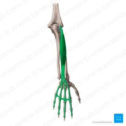 <p>Origin: lateral epicondyle of humerus</p><p>Insertion: extensor expansions of medial 4 digits</p><p>Action: extension of fingers and wrist</p>