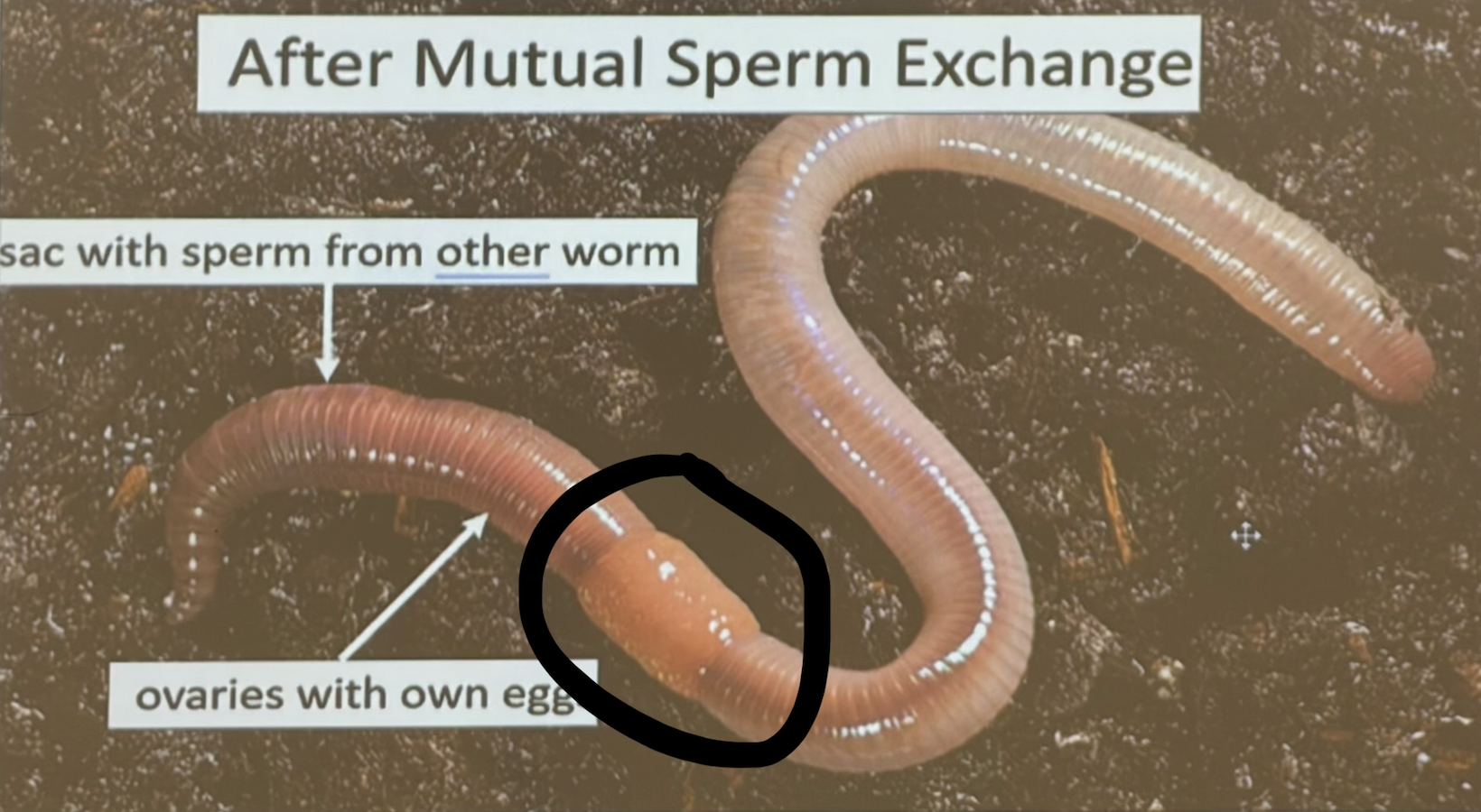 <p>What is circled?</p>