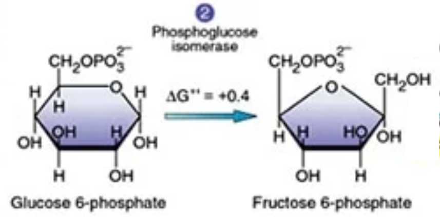<p>What is the third step of glycolysis?</p>