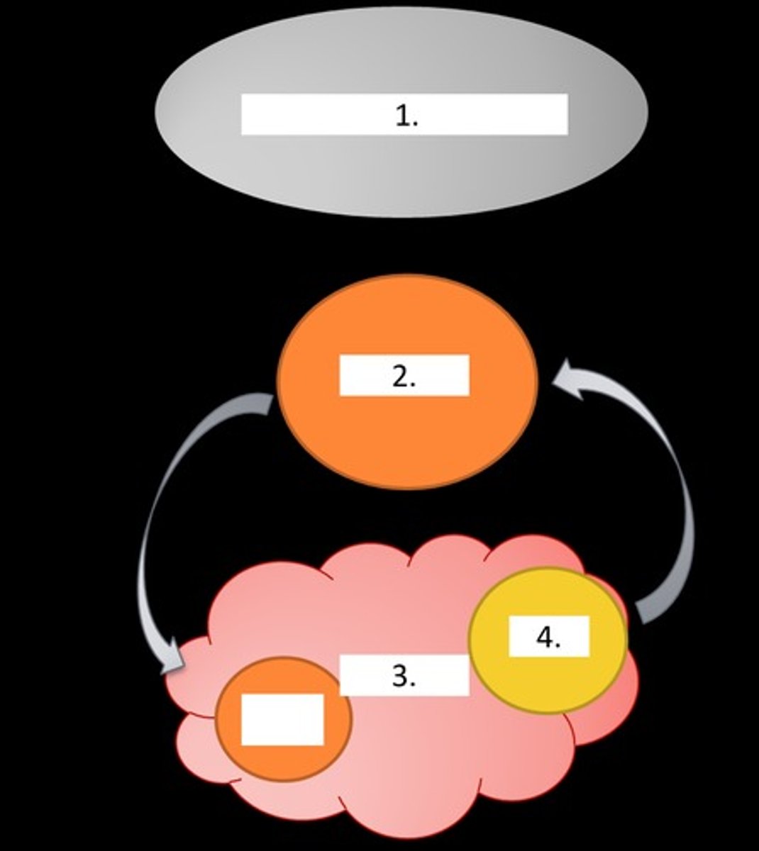 <p>1) hypothalamus</p><p>2) AP</p><p>3) ovary</p><p>4) CL</p>