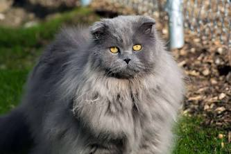 <ul><li><p>long, soft fluffy coat</p></li><li><p>marked ruff extending between fore legs</p></li><li><p><strong>short nose</strong> and <strong>wide muzzle</strong></p></li><li><p>head large and round</p></li><li><p>ears wide srt, small</p></li><li><p>tail short and bushy</p></li><li><p><strong>short stocky leg</strong></p></li></ul><p></p>
