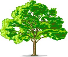 <p>tree</p>