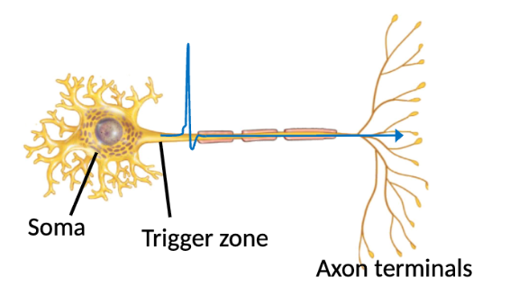 <p>The way an electrical signal travels along an <strong>axon</strong> by triggering the <strong>same voltage change</strong> in each neighbouring part of the cell membrane. </p><p><strong>Trigger zone</strong> of axon hillock → axon terminal.</p>