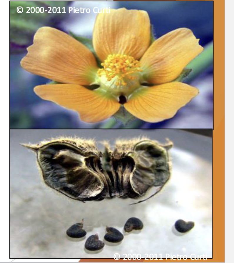 <p>Malvaceae</p><p>Abutilon theophrasti</p><p>velvetleaf</p>