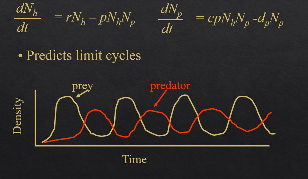 <p>Combines the predator and the prey equations together</p><p>What the model predicts: <strong>coupled oscillations</strong>. Prey rise → predators rise (more food) → prey fall (overhunted) → predators fall (starving) → prey rise again. The two populations cycle perpetually out of phase with each other</p>