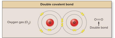 <p>Double covalent bond</p>