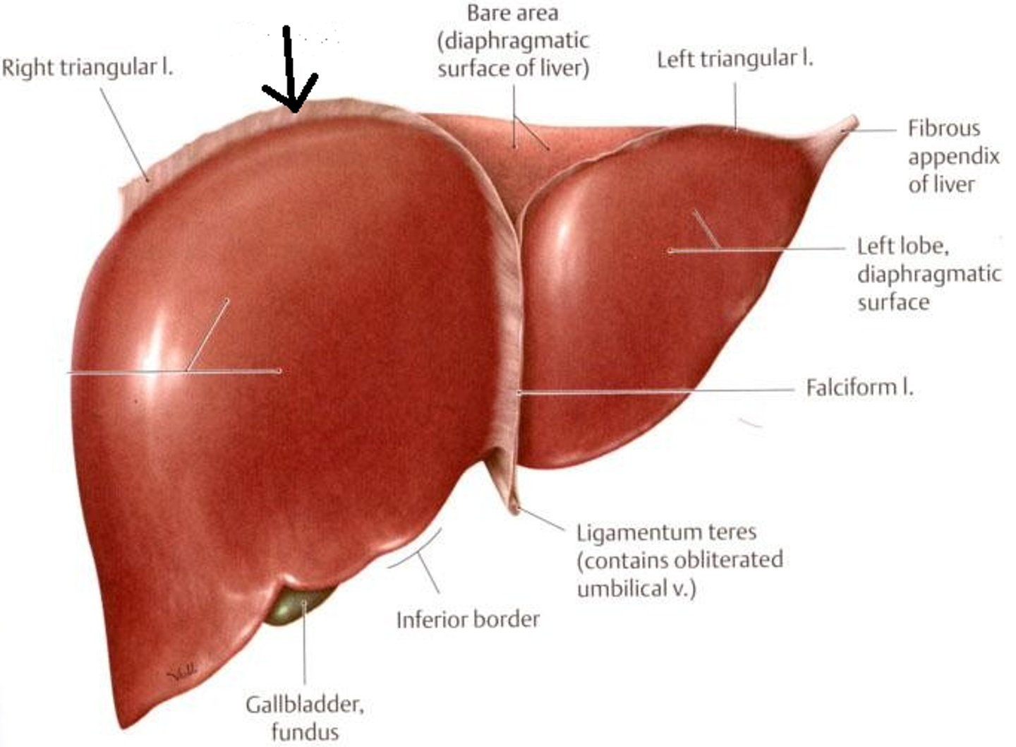 <p>- coronary l. - connects diaphragm to liver, has anterior and posterior layers, defines bare area, connects to falciform l.</p><p>- falciform l. - connects liver to posterior aspect of rectus sheath and separates right and left lobes</p><p>- round l. (teres l.) - remnant of fetal umbilical v. - attaches to falciform l. and posterior aspect of belly button</p><p>- ligamentum venosum - remnant of ductus venosus (fetal connection to the placenta), located b/w caudate lobe and left lobe</p>