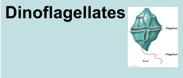 <p>Dinoflagellates toxin name: <strong>Saxitoxins</strong></p>