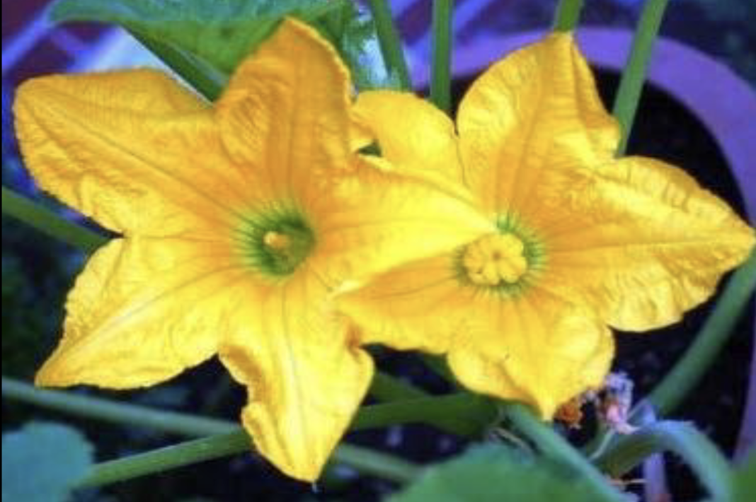 <ul><li><p>Lacks one or more of the above structures</p></li><li><p>All “imperfect” flowers are “incomplete”</p></li></ul><p></p>