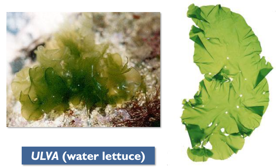 <p>Fill in the blanks: Ulva green algae is (a: unicellular / multicellular / colonial) and (b: growth form).</p>