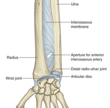 <p><strong>Distal radioulnar joint- </strong>what kind of joint / articular surfaces</p>