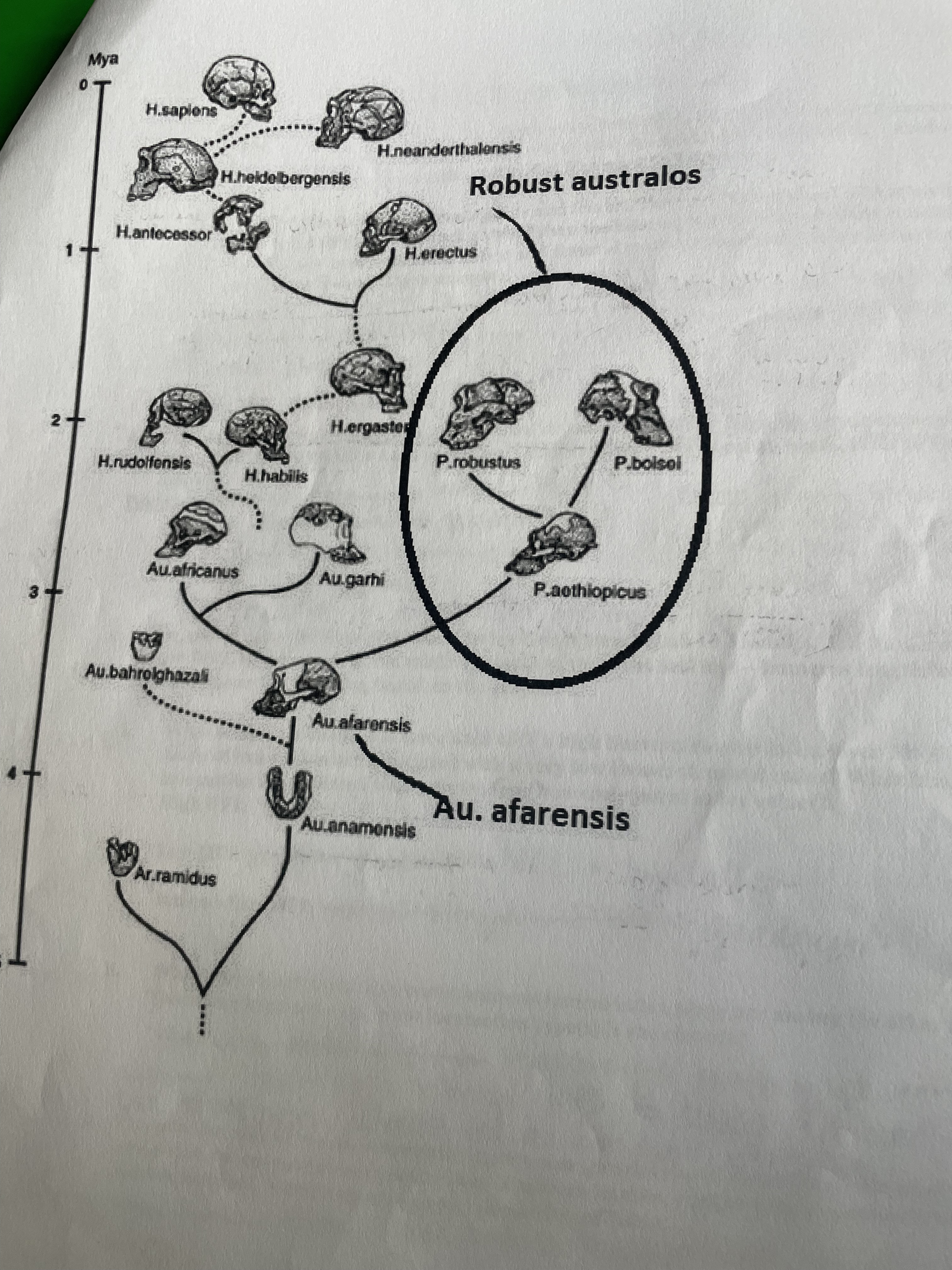 <p>yes</p><p>we can follow similar traits that appear in Au. afarensis that also appear in other species  </p>
