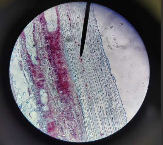 <ol><li><p>Tissue</p></li><li><p>Cell name</p></li><li><p>Specific Name</p></li></ol><p></p>