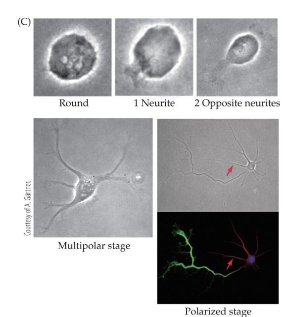 <p>Define polarization of a neuron</p>