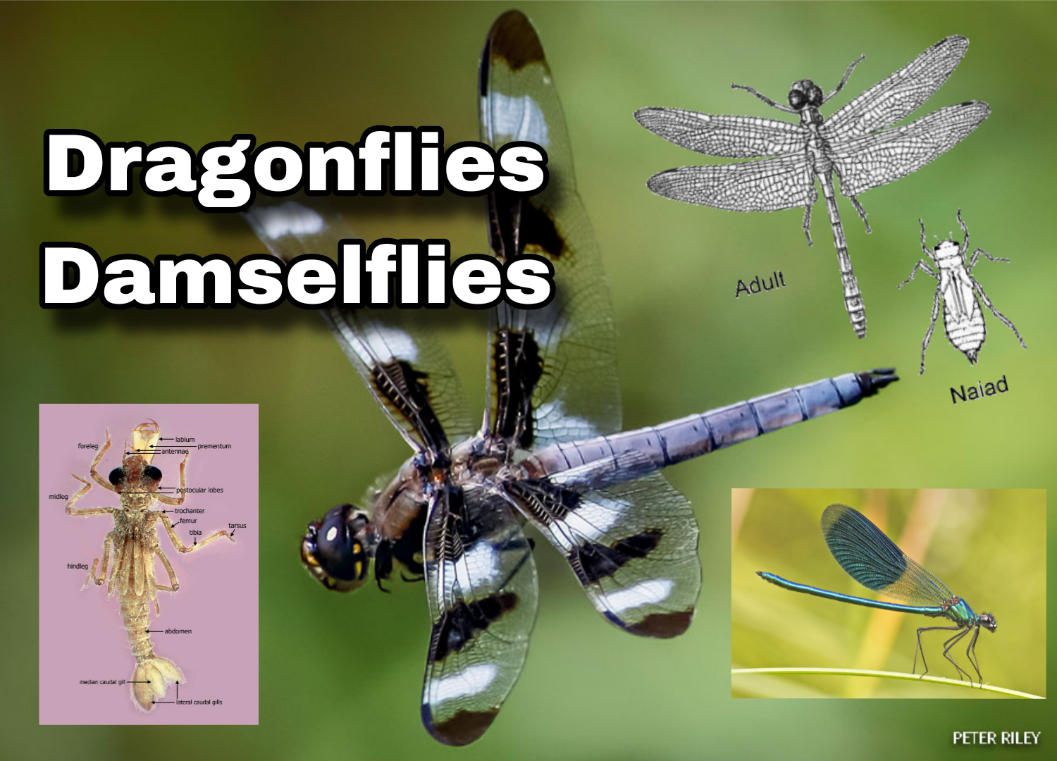 <p>Dragonflies and Damselflies</p>