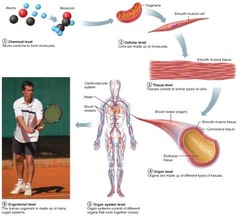 <p>Chemical (atom & molecule), Cellular, Tissue, Organ, Organ System, Organism</p>