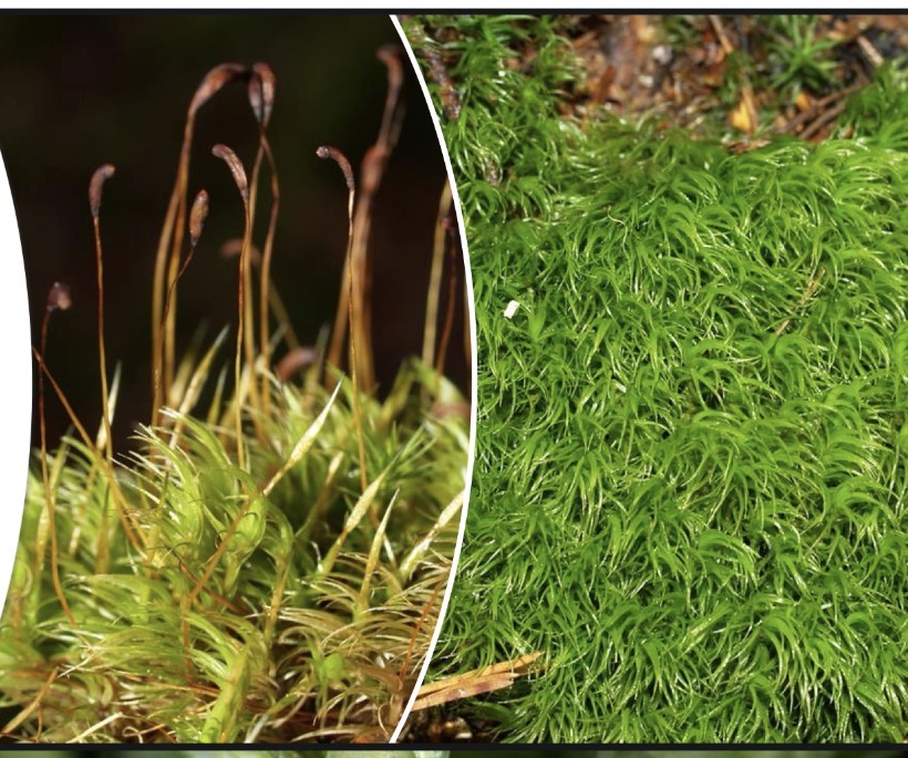 <p>Deblo poddeblo razred red vrsta razrast</p>