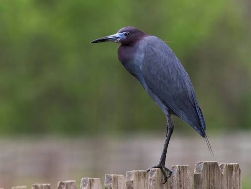 <p>Little blue heron</p>