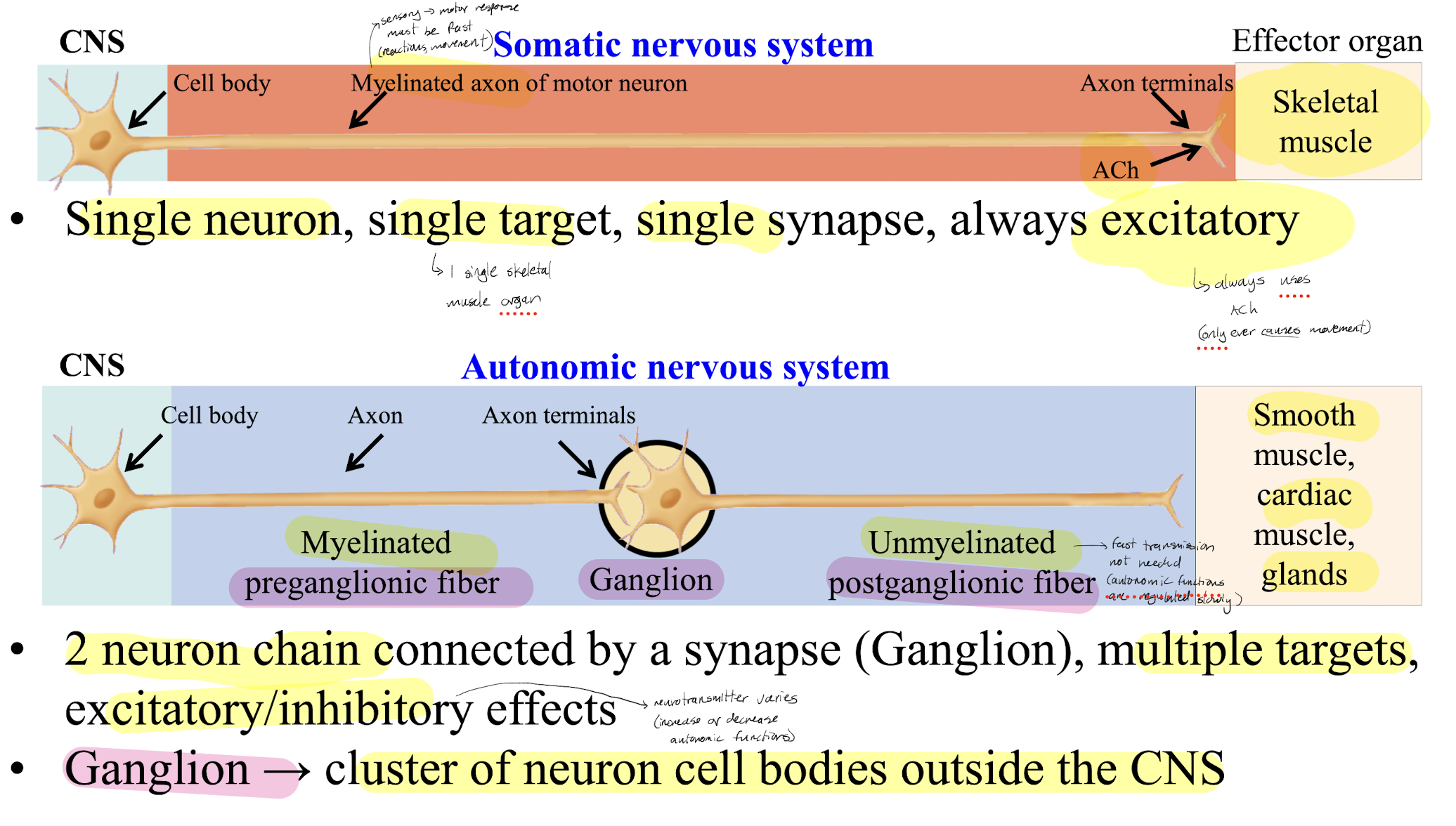 <p>Somatic: single neuron, single target (specific), single synapse, always excitatory</p><p>Autonomic: 2 neuron chain connected by synapse at a ganglion, multiple targets (broad effect), 2 synapses, excitatory or inhibitory effects</p>