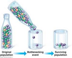 <p>An evolutionary event that kills a significant percent of a population.</p>