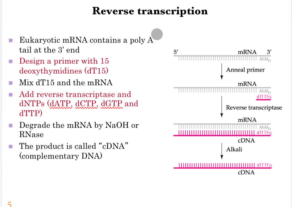 <p><span><strong>Reverse transcription</strong></span></p><p></p><p><span><strong>Process overview:</strong></span></p><p><span>Eukaryotic mRNA contains a poly(A) tail at the 3′ end, which provides a convenient priming site.</span></p><p><span>A primer is designed with 15 deoxythymidines (dT15) that can anneal to this poly(A) tail.</span></p><p><span>When the dT15 primer is mixed with the mRNA, it binds specifically to the poly(A) region.</span></p><p><span>Reverse transcriptase is then added along with dNTPs (dATP, dCTP, dGTP, and dTTP) to synthesize a complementary DNA (cDNA) strand using the mRNA as a template.</span></p><p><span>The original mRNA strand is subsequently degraded, either by treatment with NaOH or by RNase.</span></p><p><span>The final product is cDNA, a stable DNA version of the original mRNA sequence, suitable for cloning.</span></p><p></p><p><span><strong>Graphics explanation:</strong></span></p><p><span>The diagram shows mRNA with a poly(A) tail at the 3′ end.</span></p><p><span>Step 1: dT15 primer anneals to the poly(A) tail.</span></p><p><span>Step 2: Reverse transcriptase extends the primer, synthesizing the complementary cDNA strand.</span></p><p><span>Step 3: Treatment with alkali removes the RNA template, leaving a pure single-stranded cDNA molecule.</span></p><p></p><p><span><strong>Key points:</strong></span></p><p><span>Reverse transcription converts unstable RNA into stable DNA, which can then be amplified and cloned. The poly(A) tail and dT15 primer make the process highly specific for eukaryotic mRNAs.</span></p><p></p><p><span><strong>Key message:</strong></span></p><p><span>Reverse transcription is the essential first step in molecular cloning when starting from mRNA, as it generates cDNA that preserves the genetic information for further manipulation.</span></p>