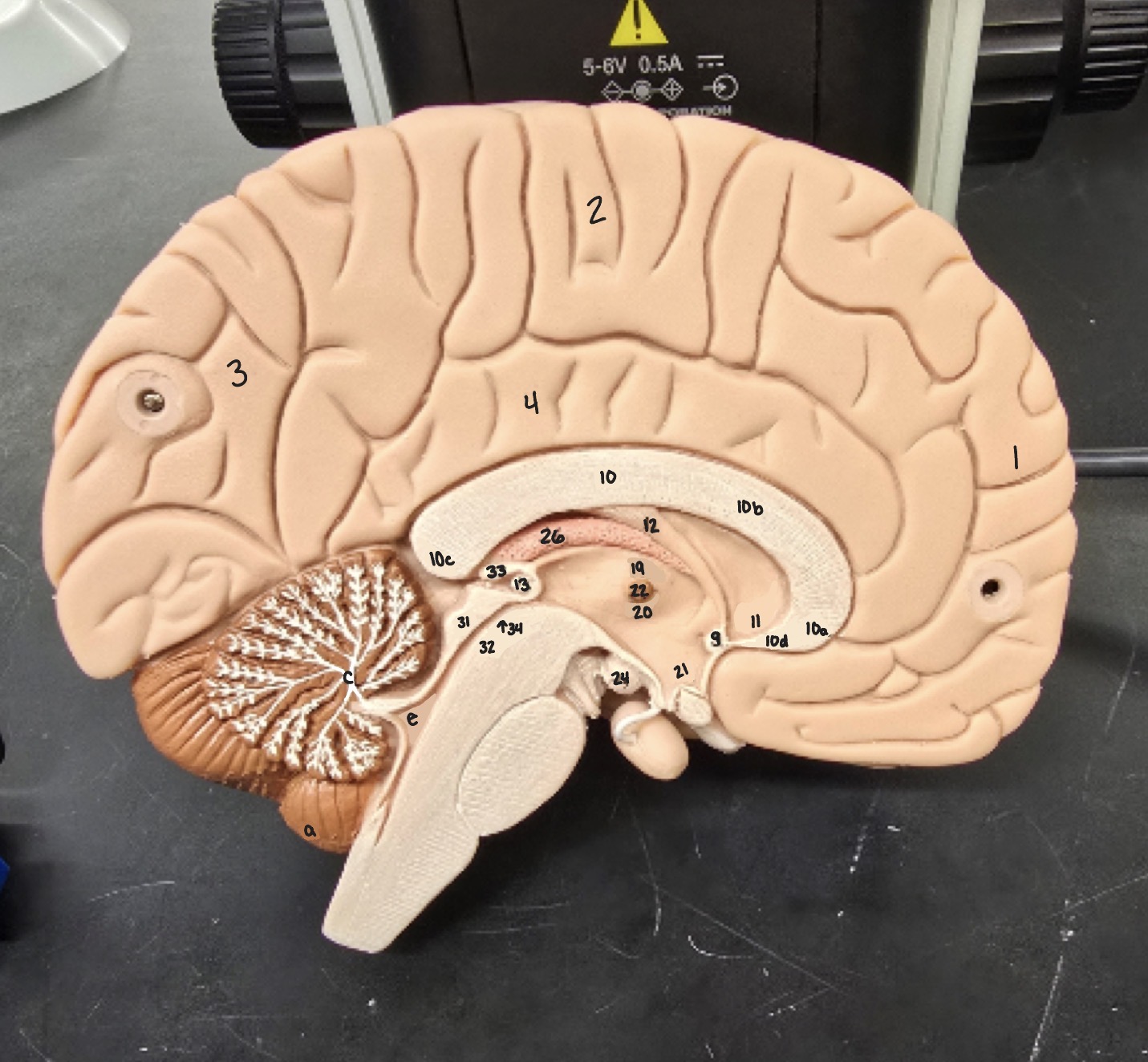 <p>Name Region/Part of Brain, Be Specific (#2)</p>