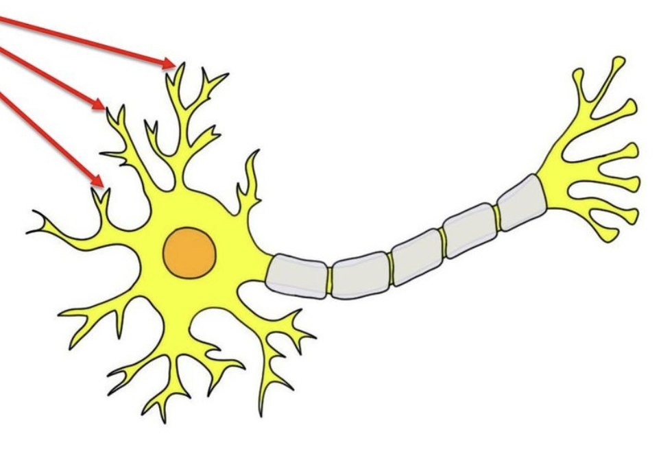 <p>short branched extension of a nerve cell</p><p>which impulses received from other cells at synapses are transmitted to the cell body</p>