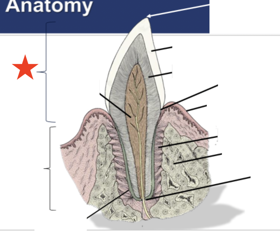<p>What portion of the tooth is indicated by the star?</p>