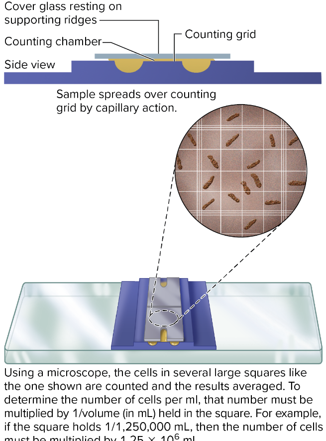 <ul><li><p>liquid dispensed in specialized slide</p></li></ul><ul><li><p>viewed under microscope</p></li><li><p>cells counted</p></li><li><p>does not distinguish between living and dead cells</p></li></ul><p></p>